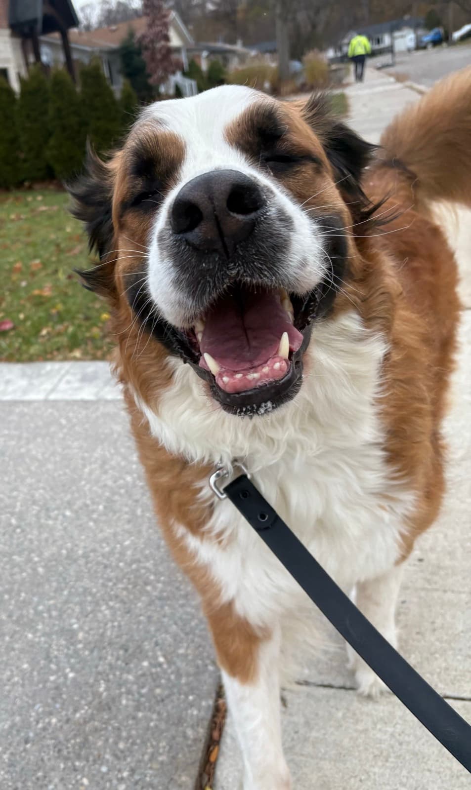 A dog on a calm leashed walk along a quiet pathway