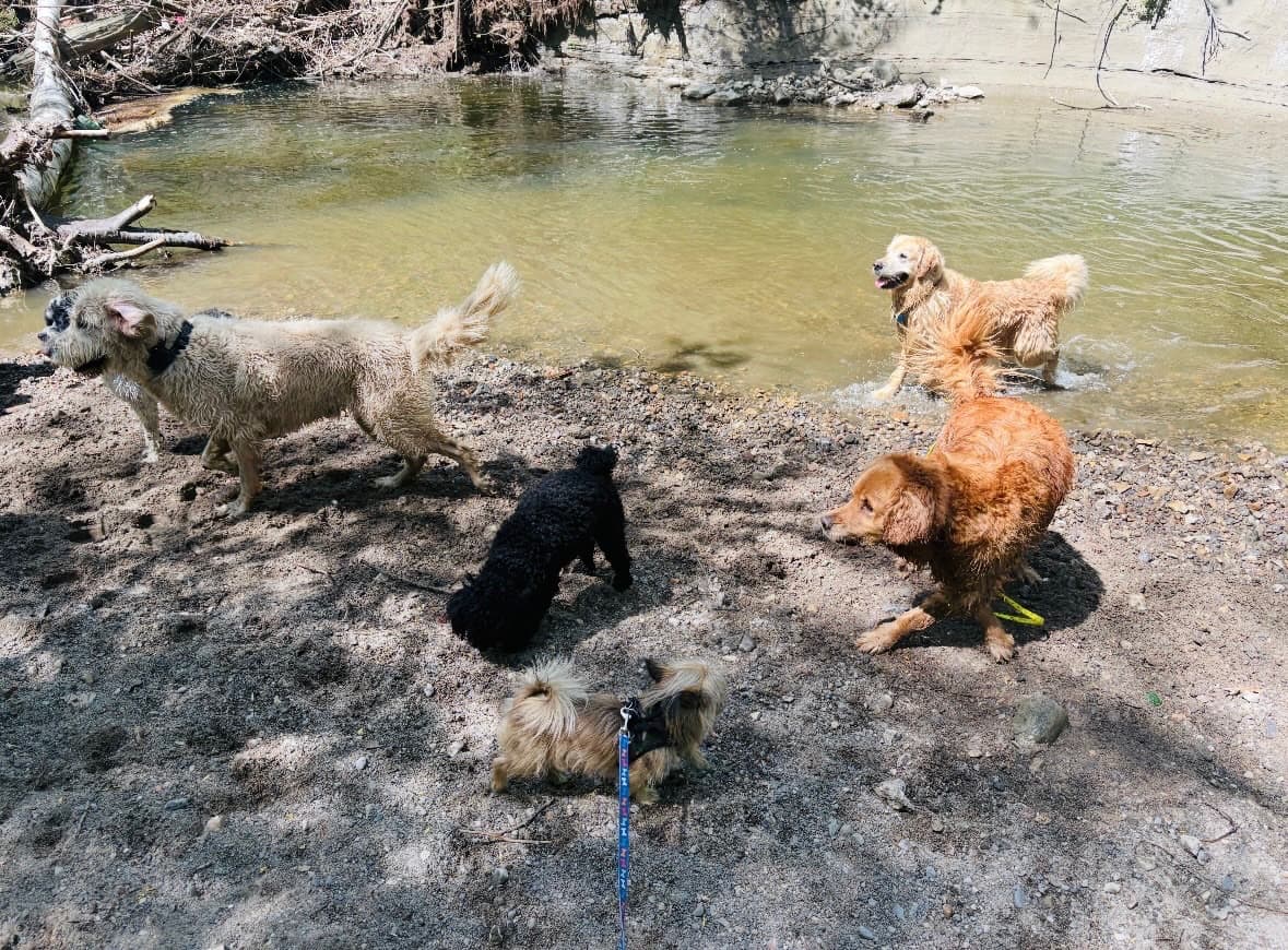 A small group of dogs together by a tree on a forest trail